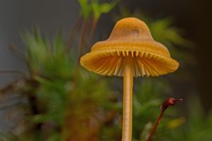 Erfinder Natur