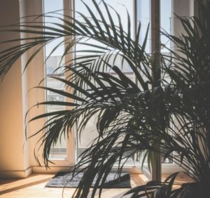 Große Palmenpflanze vor einem hell erleuchteten Fenster in einem Raum, der durch Sonnenlicht durchflutet wird, was eine ruhige und natürliche Atmosphäre schafft.